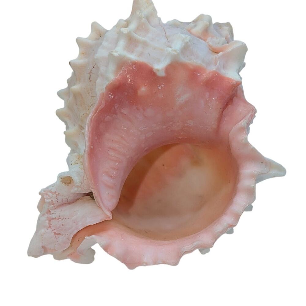 Pink Murex Conch Shell Display Seashell Coastal Beach Home Shell Decor - Picture 8 of 8